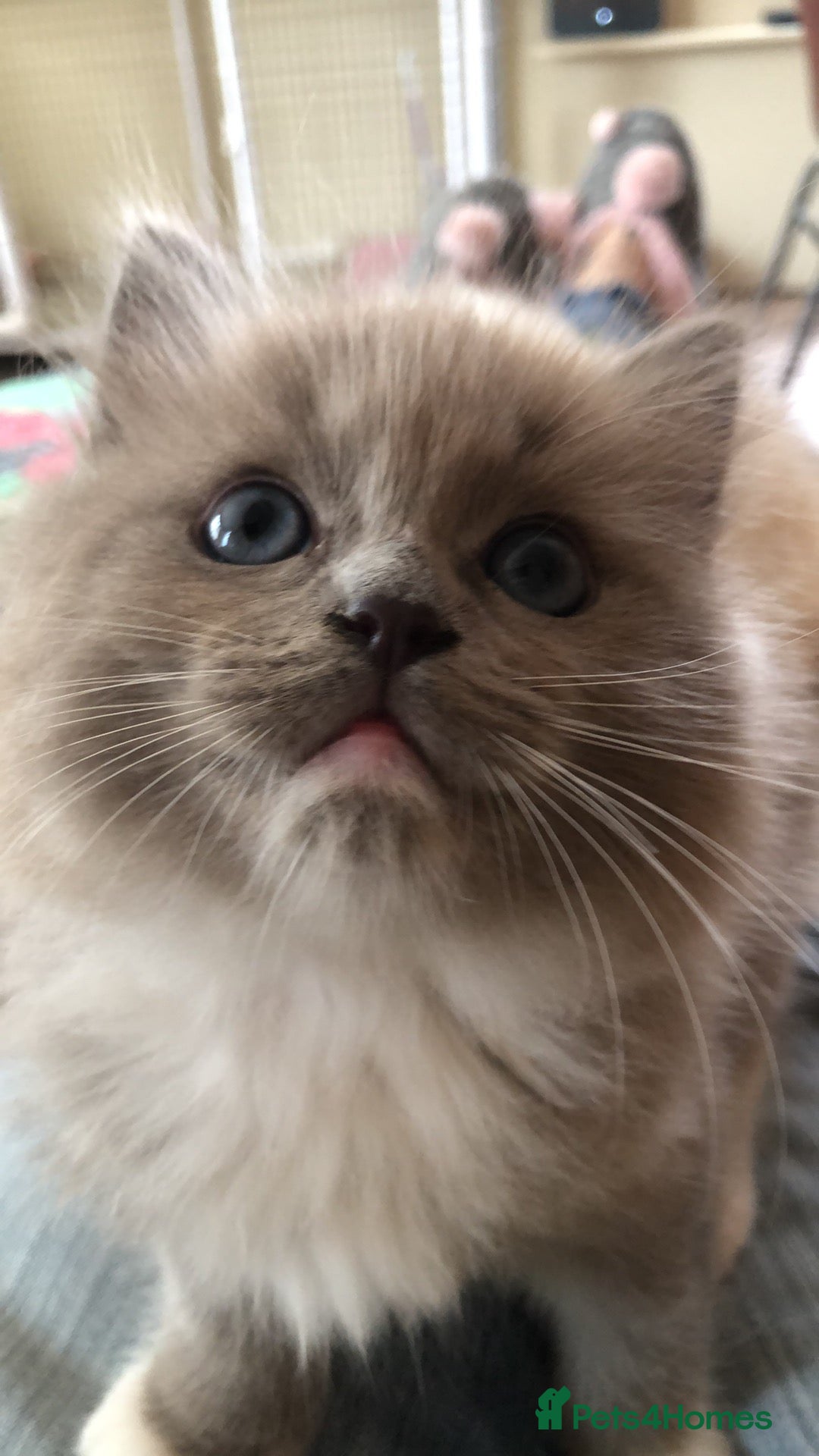 Ragdoll cats for sale: Tica reg Cherubim Ragdoll bonded siblings. Male.  - Advert 11