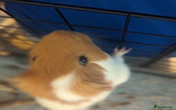 Guinea Pig rodents for sale: 2 male guinea pigs - Image 3