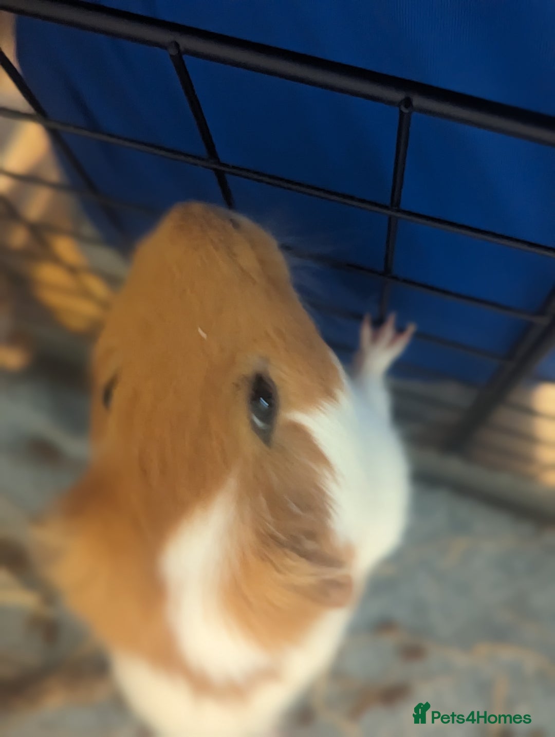 Guinea Pig rodents for sale: 2 male guinea pigs - Image 3