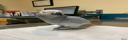 Parrots birds for sale: Tame African grey parrots in Cleckheaton - Advert 4