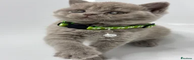 British Shorthair 3