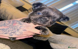 French Bulldog dogs for sale: French bulldog puppies - Advert 3