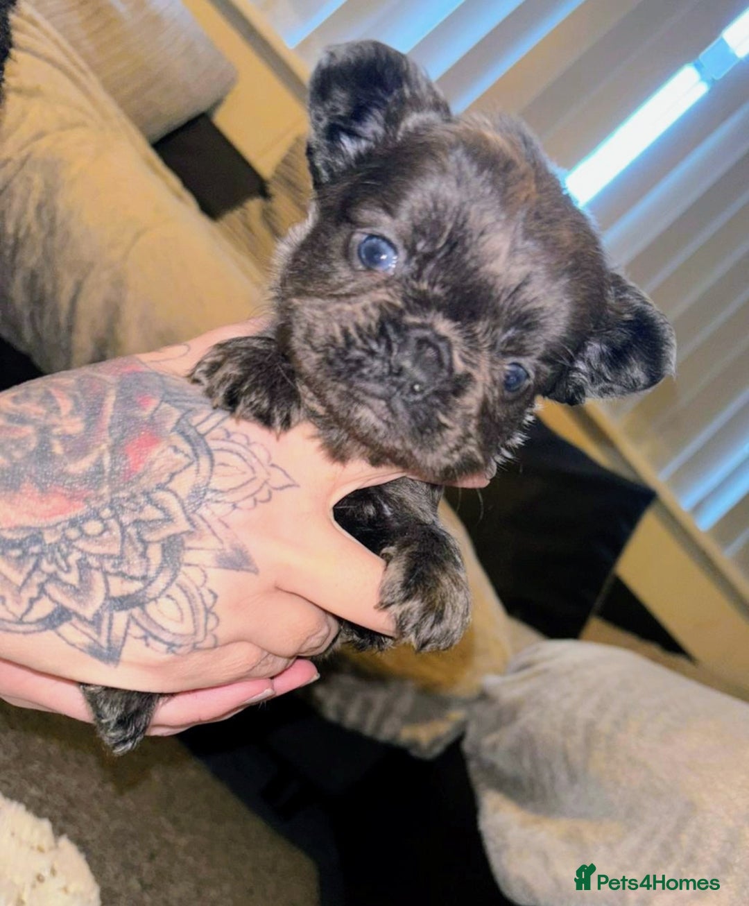 French Bulldog dogs for sale: French bulldog puppies - Advert 3