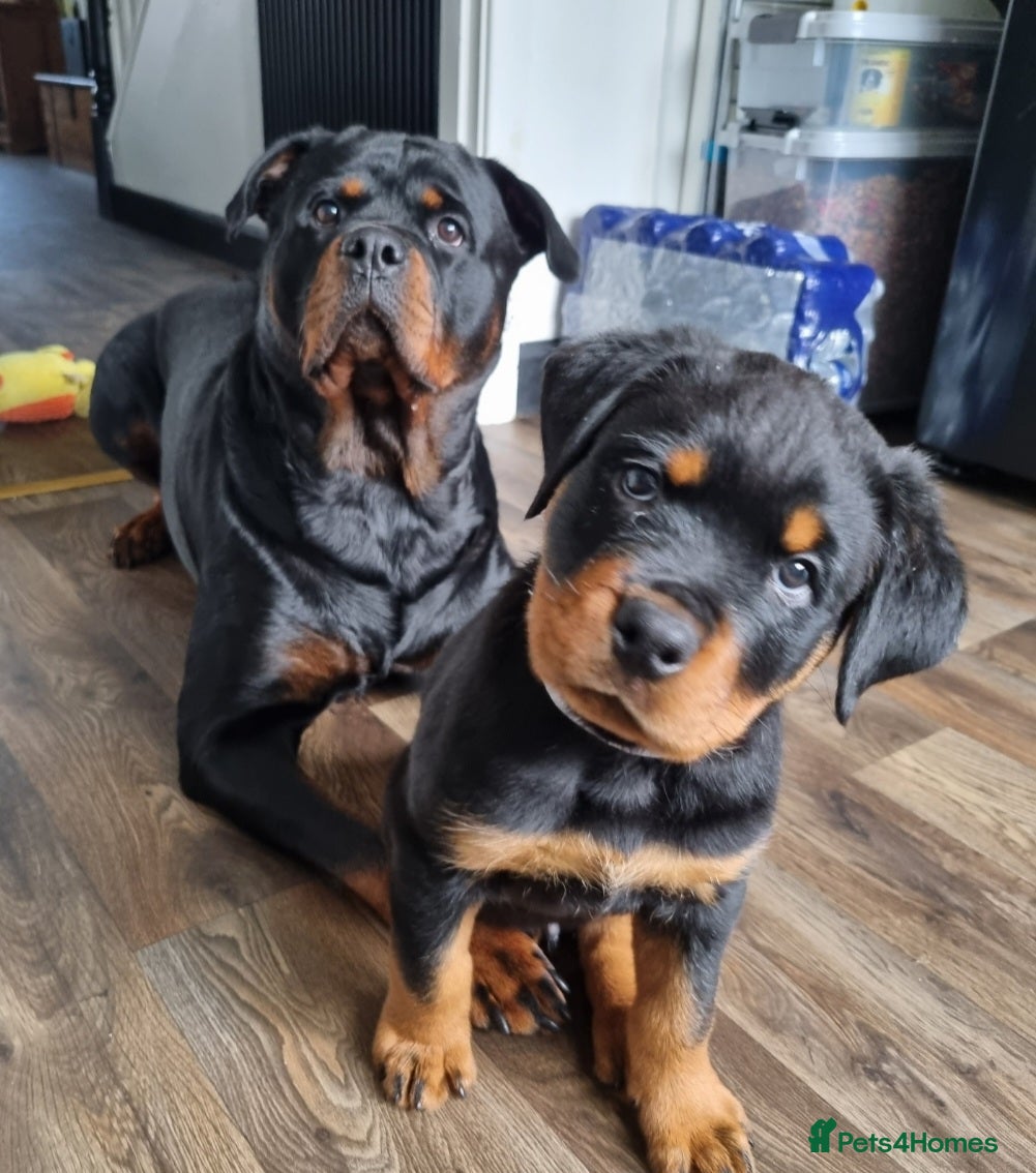 Rottweiler dogs Kc rottweiler male pup - Advert 4