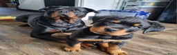 Rottweiler dogs for sale: Kc rottweiler male pup - Advert 3