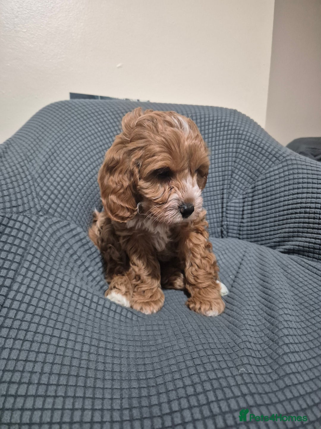 Cockapoo dogs for sale: Gorgeous Cockapoo For Sale  - Advert 9