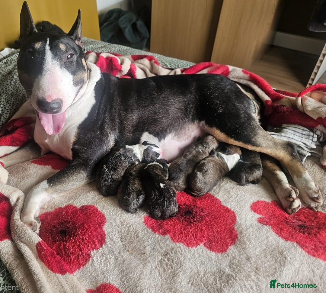 English Bull Terrier dogs for sale: Top Quality KC English Bull Terrier Puppies - Advert 14