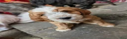 Cockapoo dogs for sale: Beautiful Cockapoo Puppies - Advert 8