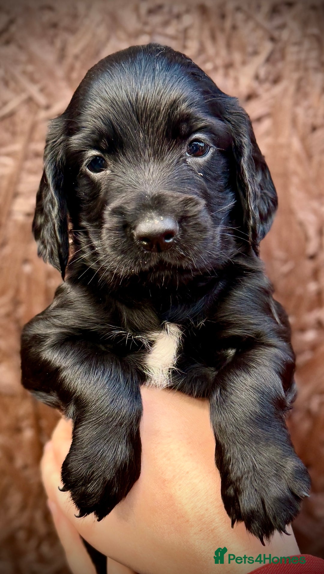 Cocker Spaniel dogs for sale: KC REG Cocker Spaniels - Image 3