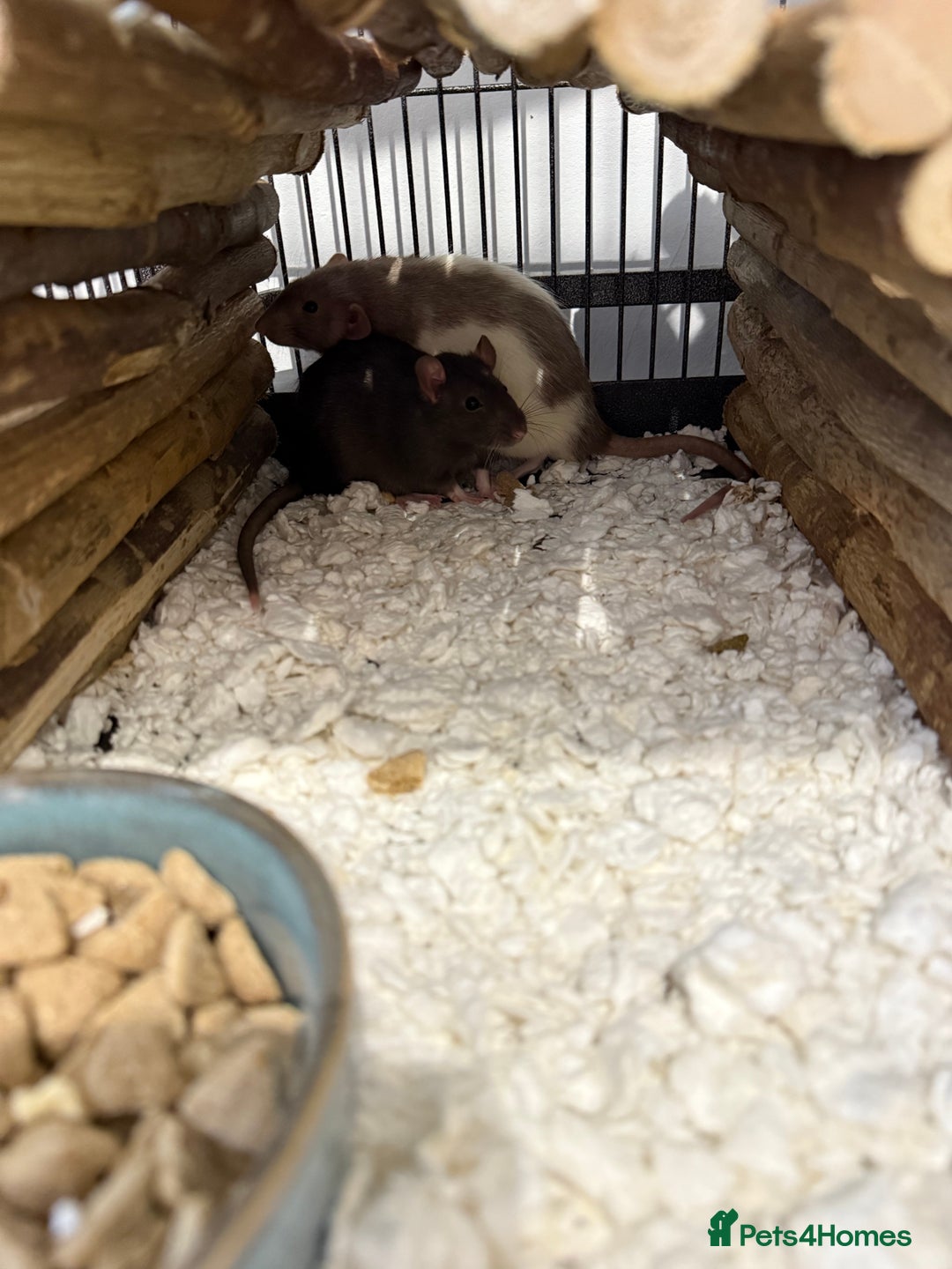 Rat rodents for sale: Male rats - Advert 7