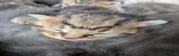 Mixed Breed cats for sale: 7x mixed breed kittens for sale - Advert 8