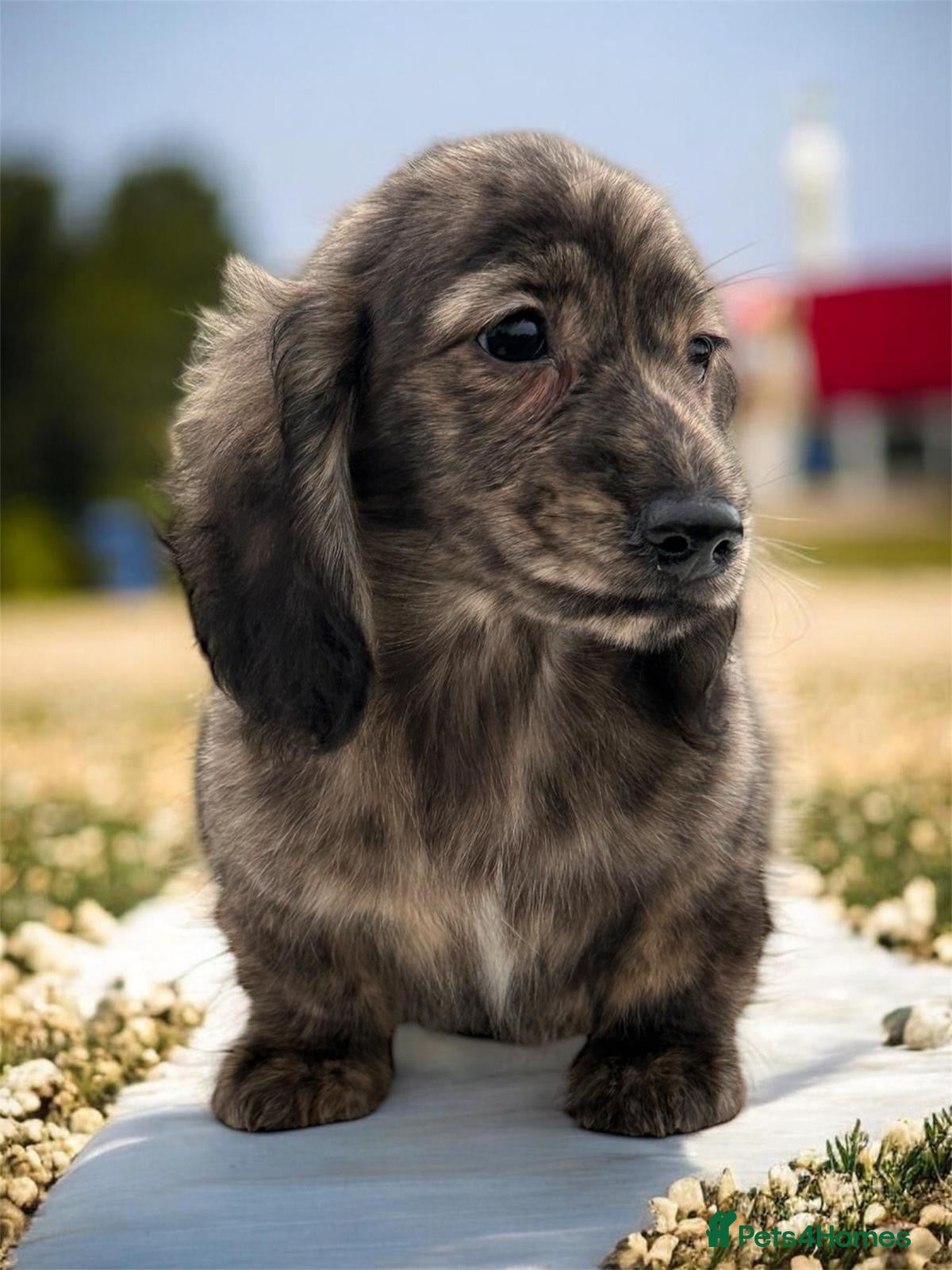 Miniature Dachshund dogs Miniature long haired cream brindle female - Advert 12