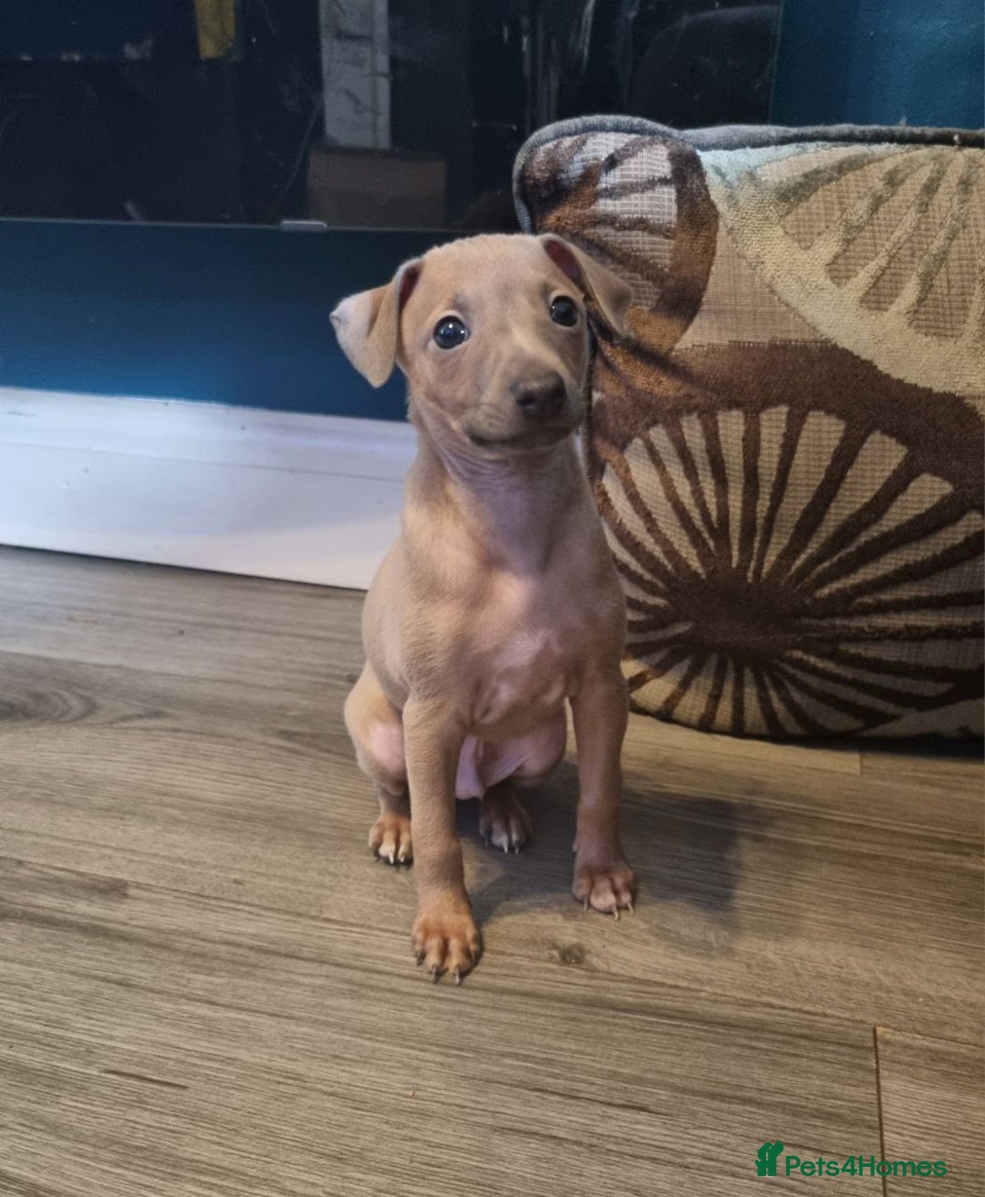 Italian Greyhound dogs for sale: Quality KC Registered Italian Greyhound puppies - Advert 8