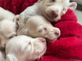 Miniature Dachshund dogs Clear cream miniature dachshunds - Advert 18