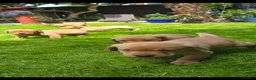 Labrador Retriever dogs for sale: Lovely Chunky Fox Red Labs - Advert 14