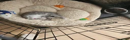 Mixed Breed cats for sale: Grey girl kitten  - Advert 7