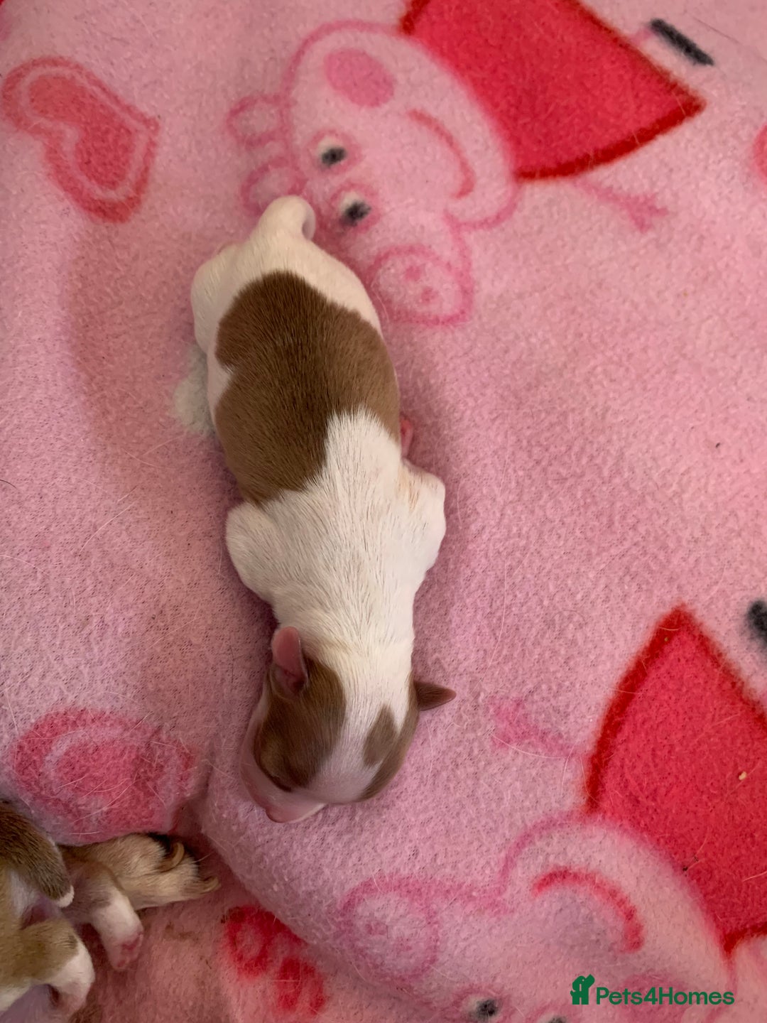 Chihuahua dogs for sale: Stunning Chocolate and white Smooth haired pups - Image 9