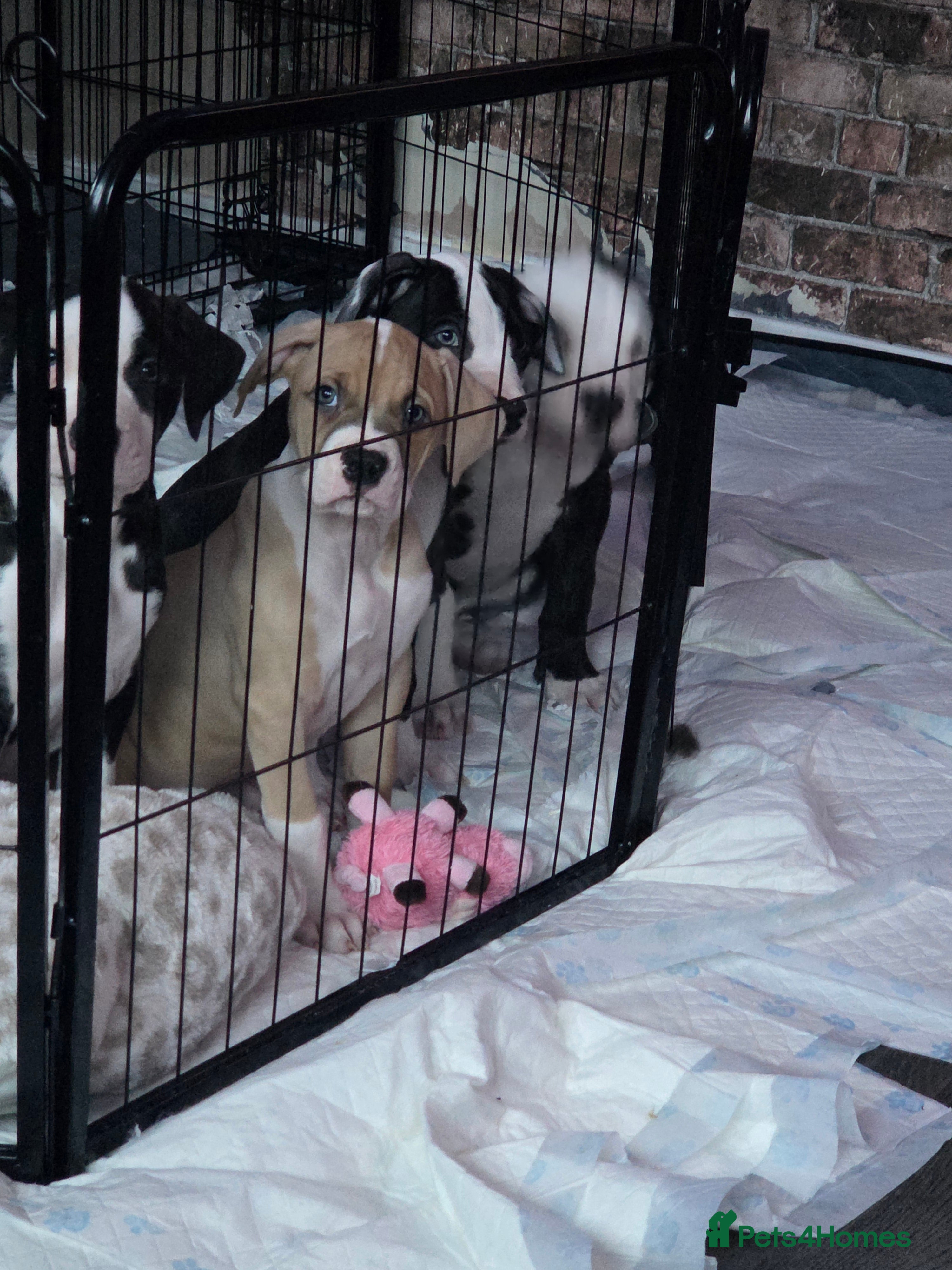 American Bulldog dogs 2 beautiful American Bulldogs left ❤️  - Advert 1