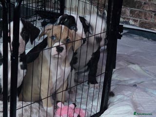 American Bulldog dogs 2 beautiful American Bulldogs left ❤️ - Advert 1