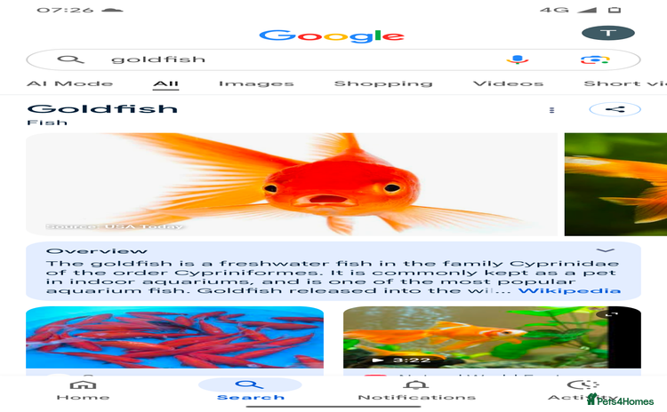 Goldfish fish - Advert 1