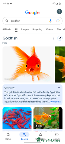 Goldfish fish - Advert 2
