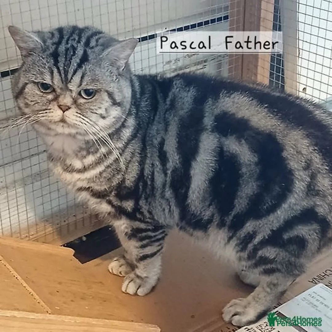British Shorthair cats for sale: BSH. Silver/Brown Tabby kitten. - Image 7