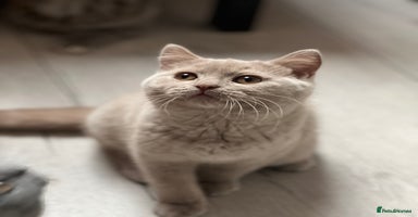 British Shorthair cats - Advert 15