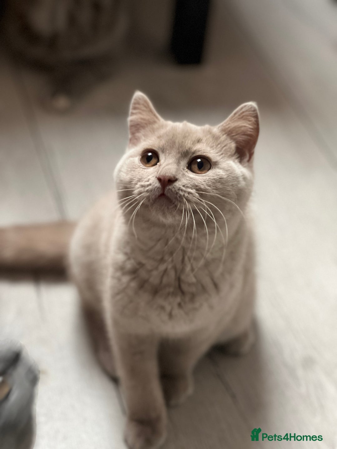 British Shorthair cats for sale: British shorthair & longhair Great Pedigree  - Image 3