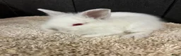 Mini Lop rabbits for sale: Stunning bunnies  - Advert 21