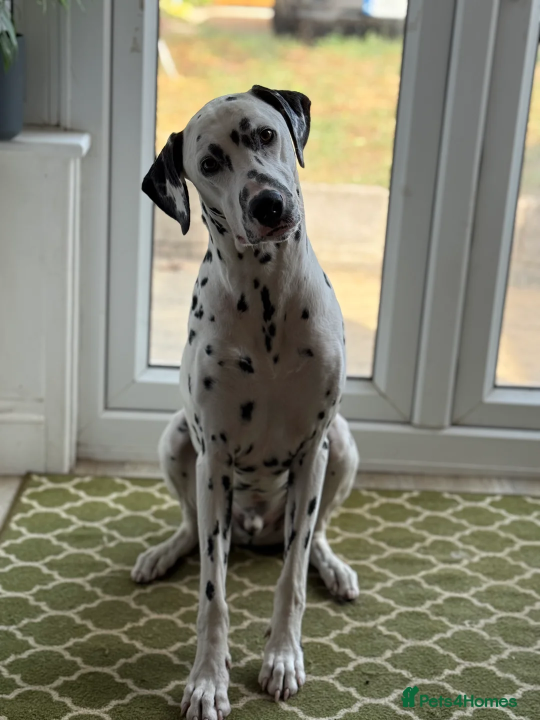 Dalmatian dogs for sale: Potential rehome - male LUA Dalmatian  - Advert 2