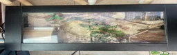 Corn Snake reptiles for sale: Corn snake with vivarium and heat mat  in Stoke-on-Trent - Advert 3