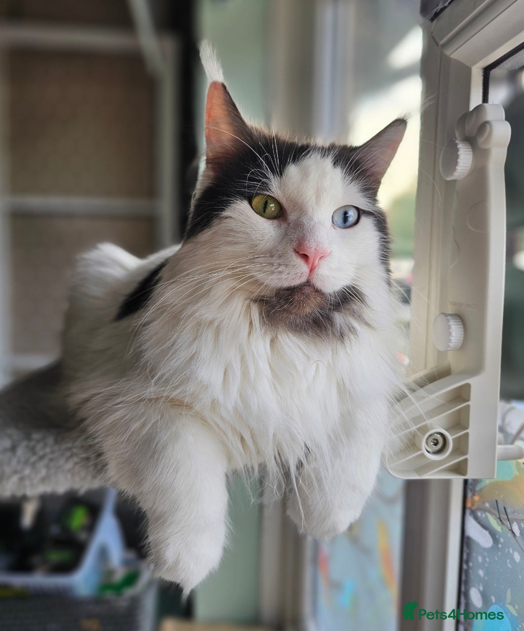 Mixed Breed cats Maine coon cross Bluebell looking for loving home - Advert 1