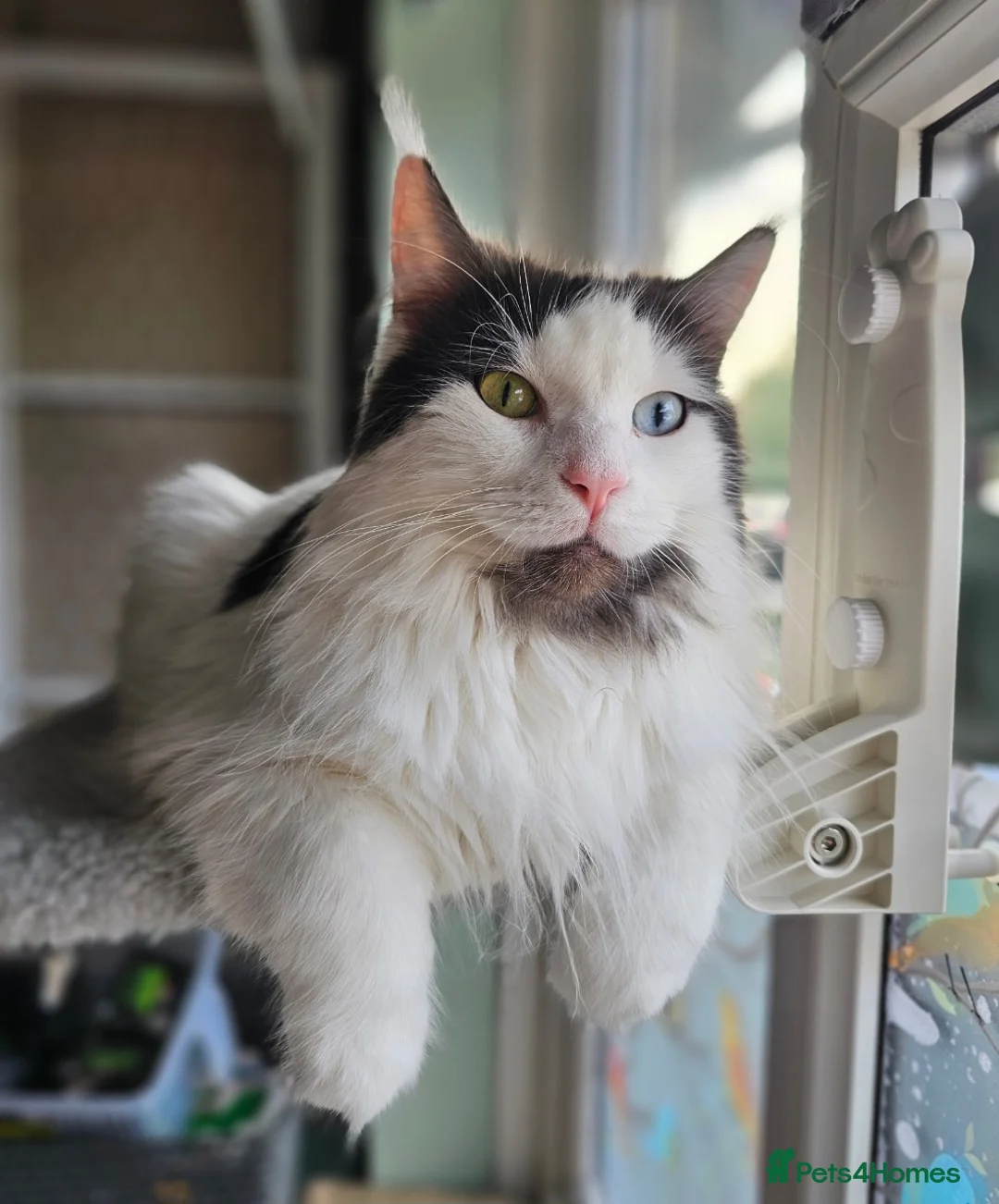 Mixed Breed cats for sale: Maine coon cross Bluebell looking for loving home - Advert 1