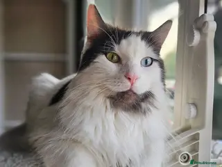 Mixed Breed cats Maine coon cross Bluebell looking for loving home - Advert 3