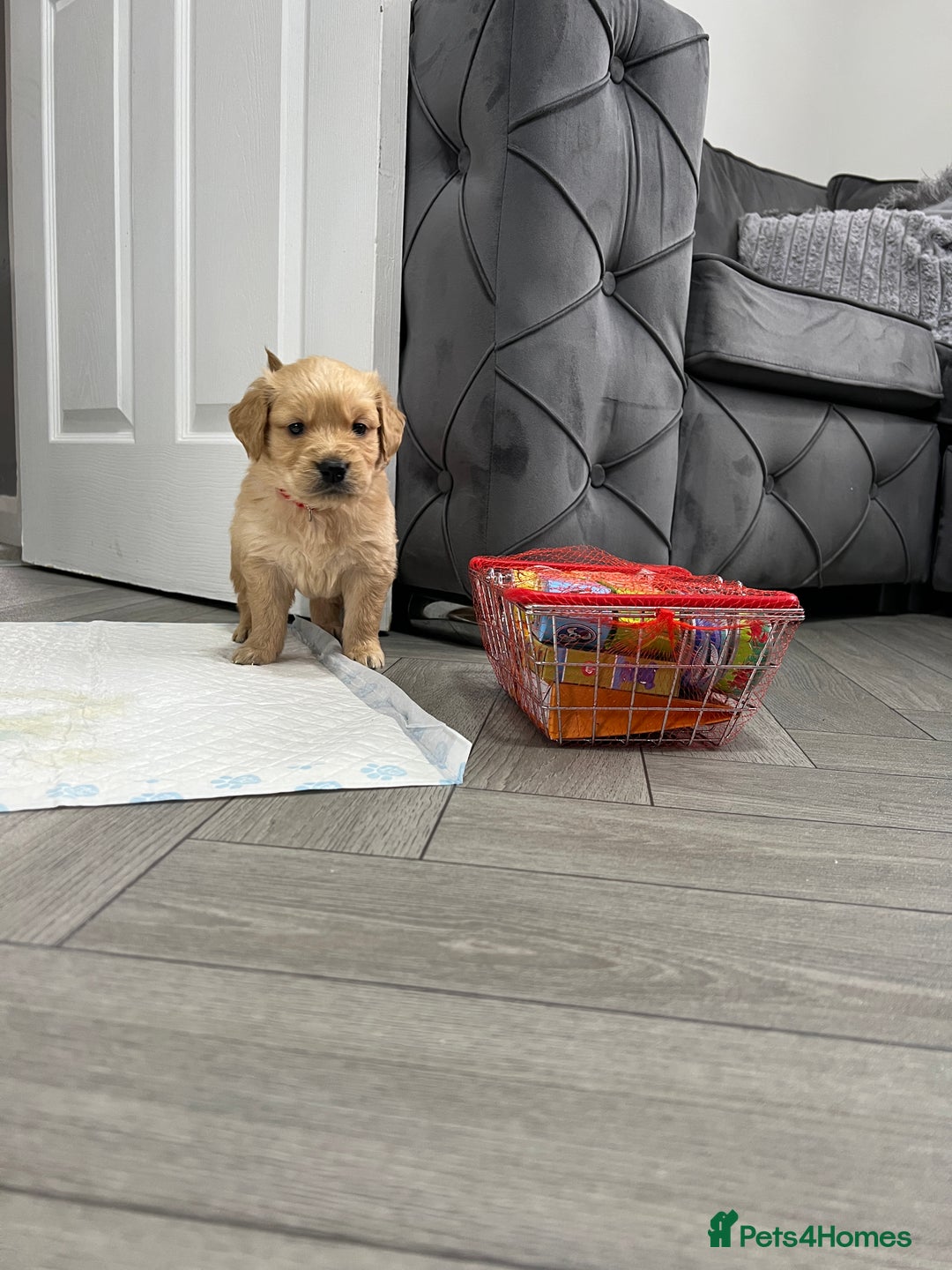 Golden Retriever dogs for sale: KC, Extensively health tested goldens boy and girl - Image 13