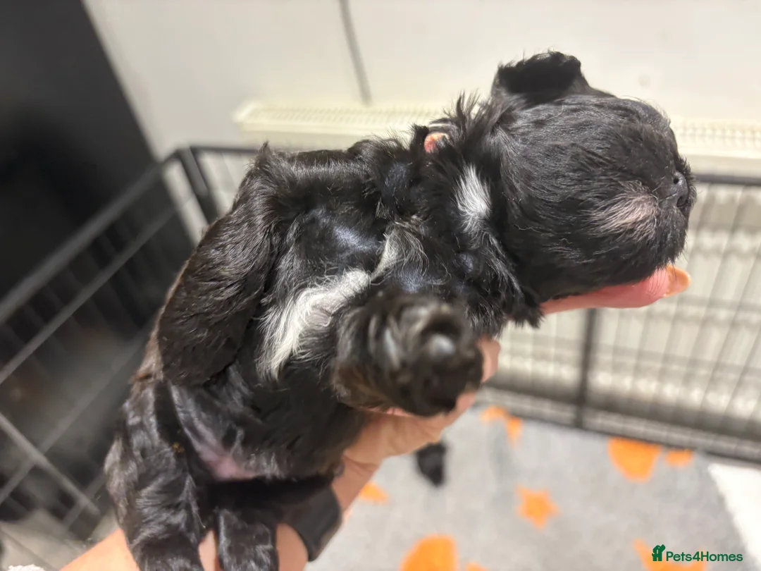 Shihpoo dogs for sale: Shihpoo f1 puppies  🩷🩷 - Advert 24