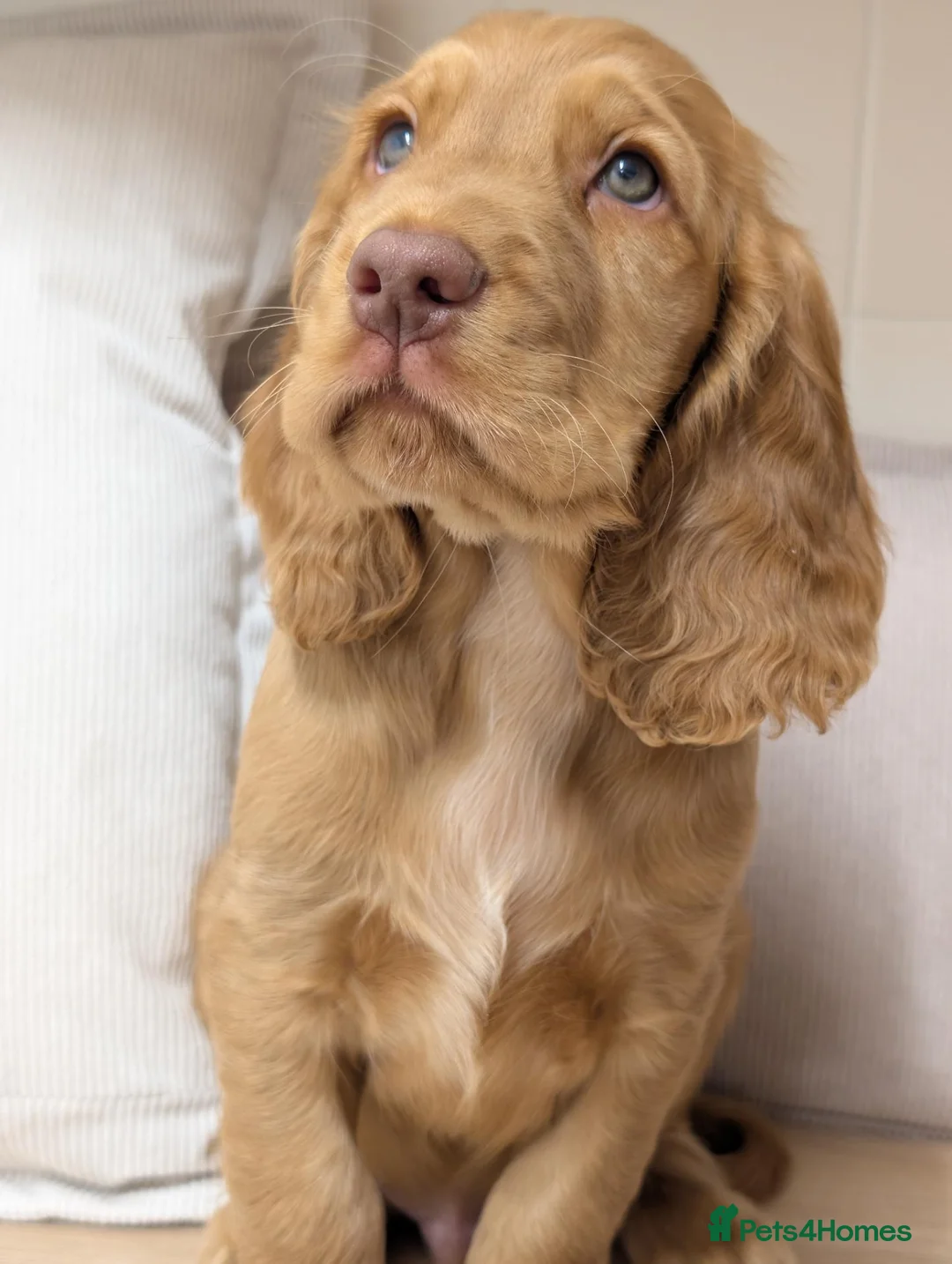 Cocker Spaniel dogs for sale: Gorgeous Show Cocker Spaniel Puppies  - Advert 2