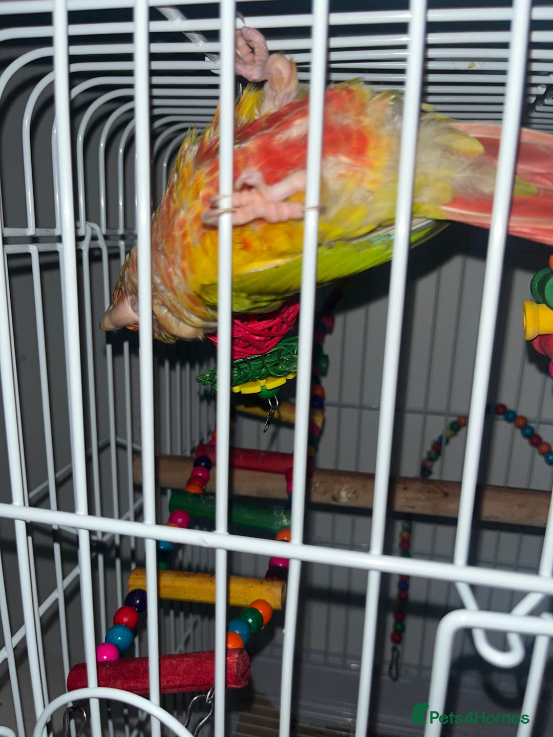 Conures birds for sale: Zazu conure bird - Advert 2