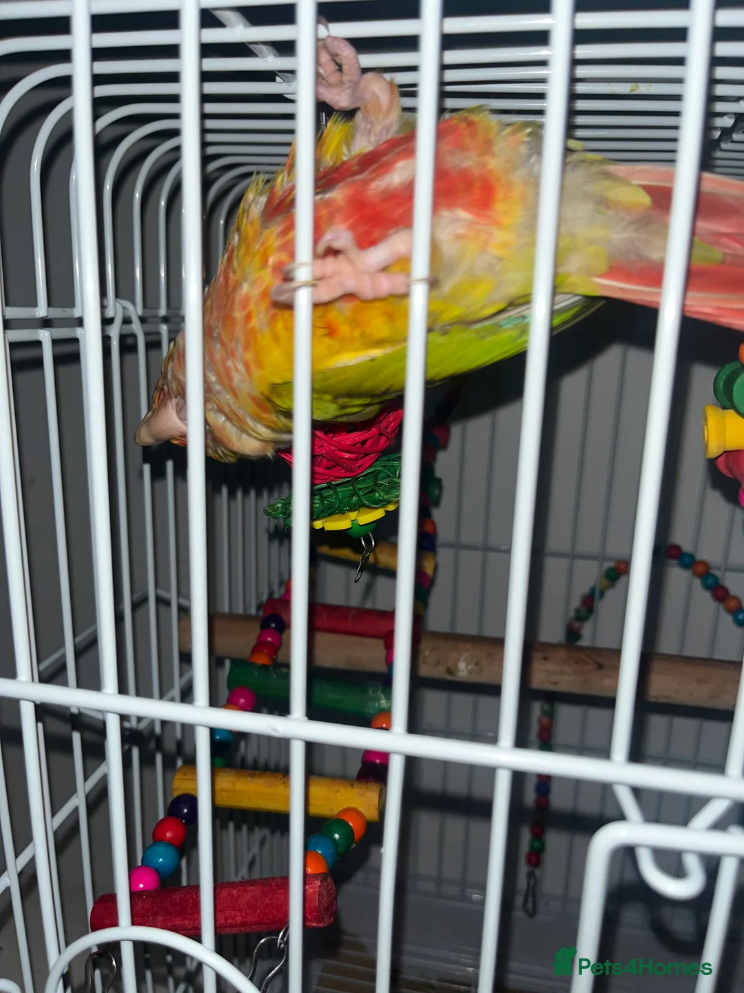 Conures birds for sale: Zazu conure bird - Advert 2