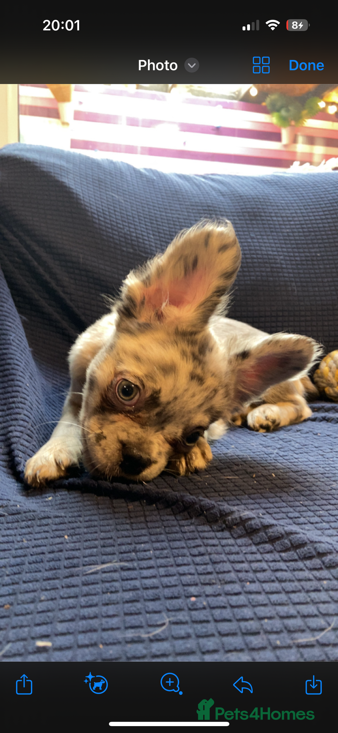 French Bulldog dogs for sale: KC registered! Fluffy frenchies PRICE DROPPED  - Advert 22