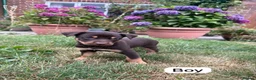 Australian Kelpie dogs for sale: Australian Kelpie Puppies - Advert 4