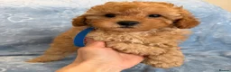 Toy Poodle dogs for sale: Beautiful health tested toy poodles  - Advert 18