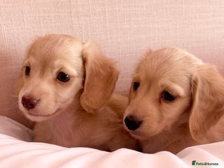 Miniature Dachshund dogs KC 🐶 Miniature Long Haired Cream Dachshund 🐶 - Advert 1