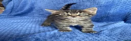 Mixed Breed cats for sale: Mainecoon kittys  - Advert 2