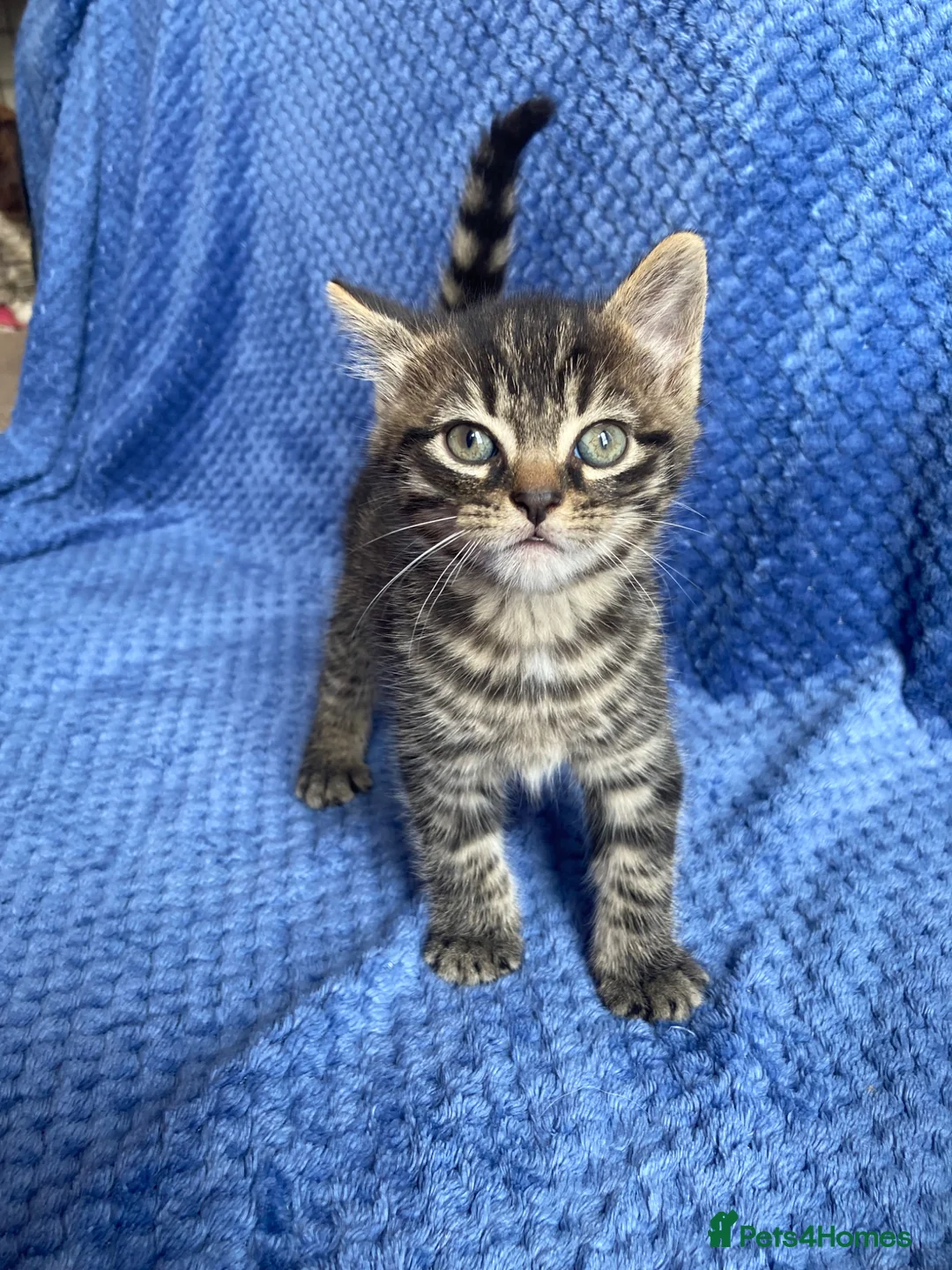 Mixed Breed cats for sale: Mainecoon kittys  - Advert 2