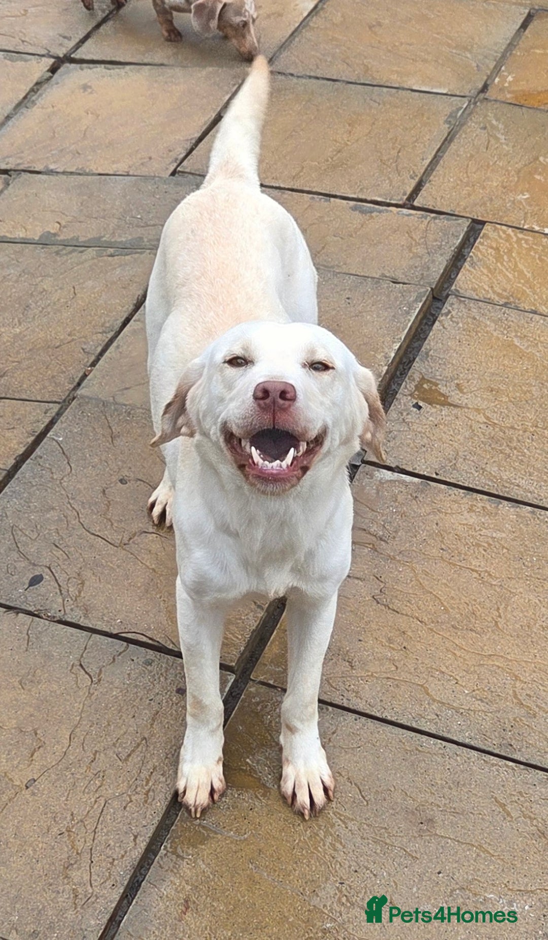 Labrador Retriever dogs for sale: Kc registered champagne labrador bitch - Advert 10