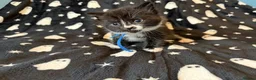 Mixed Breed cats for sale: 10 Beautiful chunky kittens for sale 🐾🎃👻 - Advert 5
