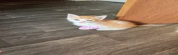 Mixed Breed cats for sale: 4 beautyfull kittens looking for homes - Advert 3