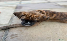 Boxer dogs for sale: Only 1 remaining! KC Boxer Puppies - Image 4