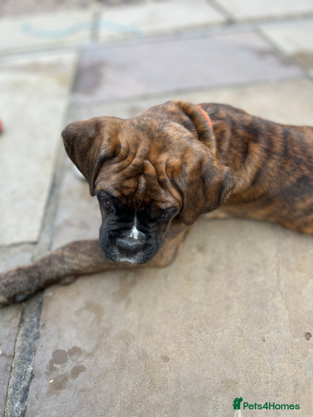 Boxer dogs for sale: Only 1 remaining! KC Boxer Puppies - Image 4